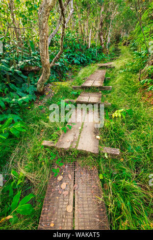 Boardwalk auf dem Alakai Swamp Trail, Kokee State Park, Kauai, Hawaii, USA. Stockfoto