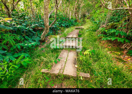 Boardwalk auf dem Alakai Swamp Trail, Kokee State Park, Kauai, Hawaii, USA. Stockfoto