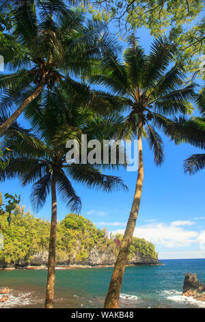 Hawaii Tropical Botanical Gardens, in der Nähe von Hilo, Big Island, Hawaii, USA Palmen. Stockfoto
