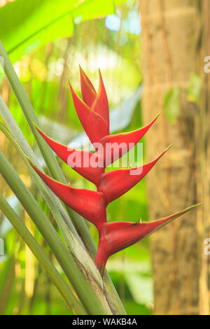 Heliconia in Hawaii Tropical Botanical Gardens, in der Nähe von Hilo, Big Island, Hawaii, USA Stockfoto