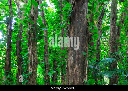 Banyan Bäume in der Nähe von Rainbow Falls (80 ft Drop), Wailuku River State Park, Hilo, Big Island, Hawaii, USA Stockfoto