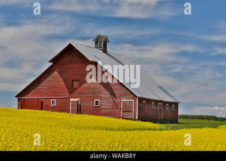 Red Barn in Rapsfeld in der Nähe von Genesee, Idaho. Stockfoto