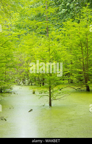 Kahlen Zypressen (Distichum Taxodium distichum) Heron Teich Kleine Schwarze Slough. Johnson County, Illinois. Stockfoto