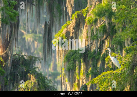 USA, Louisiana, See Martin. Nebliger sonnenaufgang Sumpf mit Silberreiher im Baum. Credit: Cathy und Gordon Illg/Jaynes Galerie/DanitaDelimont.com Stockfoto