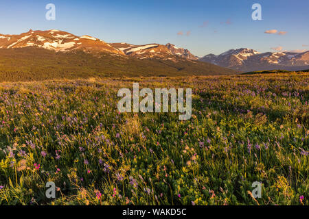 Larkspur und andere prairie Wildblumen entlang der Rocky Mountain Front in der Nähe von East Glacier, Montana, USA Stockfoto