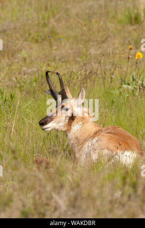 National Bison Range, Montana, USA. Männliche pronghorn ruht auf einer Wiese Stockfoto