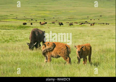 National Bison Range, Montana, USA. Bos Bison (Bison) Kälber mit Mutter und Herde, mit einem bison Kalb biss sich zurück. Stockfoto