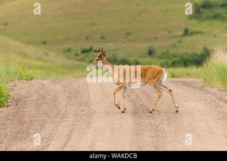 National Bison Range, Montana, USA. Weißwedelhirsche buck Überqueren einer Straße. Stockfoto