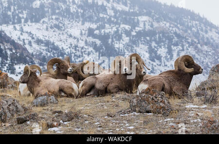 Rocky Mountain bighornschaf Widder winter Lebensraum Stockfoto