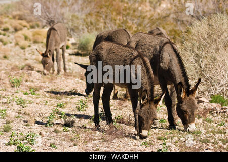 Wilde Esel, Equus asinus, Beweidung, Red Rock Canyon, Nevada, USA Stockfoto