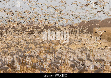 USA, New Mexiko, Bosque Del Apache National Wildlife Refuge. Schnee Gänse landen. Credit: Cathy & Gordon Illg/Jaynes Galerie/DanitaDelimont.com Stockfoto