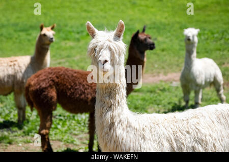 Alpaka Farm. Millbrook, New York, USA Stockfoto