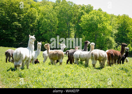 Alpaka Farm. Millbrook, New York, USA Stockfoto