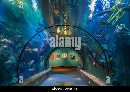 USA, Oregon, Newport. Oregon Coast Aquarium Inneneinrichtung. Credit: Don Paulson/Jaynes Galerie/DanitaDelimont.com Stockfoto