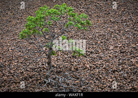 USA, Oregon, Cottonwood Canyon State Park. Einsamer Baum in einem Feld von Felsen. Credit: Don Paulson/Jaynes Galerie/DanitaDelimont.com Stockfoto