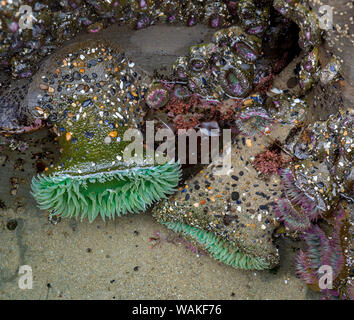 USA, Oregon, Otter Rock. Riesige grün Anemonen in tide pool. Kredit als: Wendy Kaveney/Jaynes Galerie/DanitaDelimont.com Stockfoto