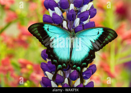 Asiatische tropischen Schwalbenschwanz Schmetterling, Papilio larquinianus auf Lupin, Bandon, Oregon Stockfoto