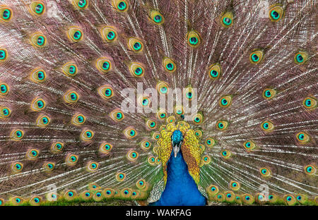 Männliche Pfau ein aufspleissen seine Schwanzfedern Stockfoto