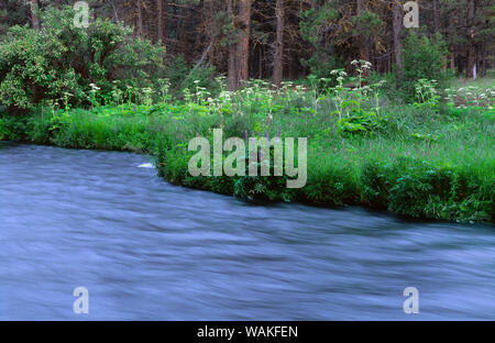 USA, Oregon. Deschutes National Forest, Anfang Sommer Wildblumen und das Metolius River, einem föderativ benannten Wild und Scenic River. Stockfoto