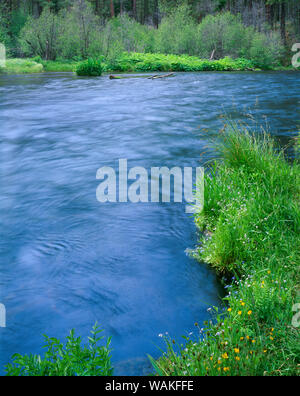 USA, Oregon. Deschutes National Forest, Feder Wildblumen und Gräser am Ufer der Metolius River, einem föderativ benannten Wild und Scenic River. Stockfoto