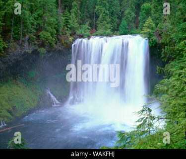 USA, Oregon. Willamette National Forest, McKenzie River stürzt über Koosah fällt im Frühjahr. Stockfoto