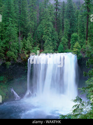 USA, Oregon. Willamette National Forest, McKenzie River stürzt über Koosah fällt im Frühjahr. Stockfoto