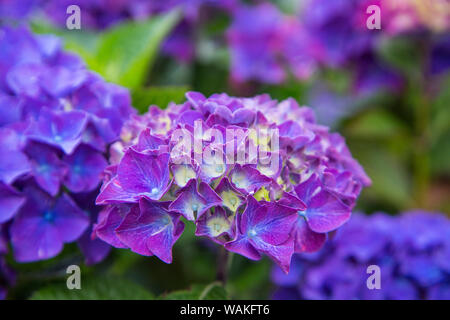 Nahaufnahme der Blaue Hortensie Blumen im Garten. Cannon Beach, Oregon Stockfoto
