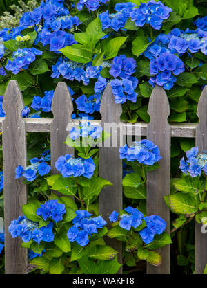 Blaue Hortensie entlang Zaun Garten. Cannon Beach, Oregon Stockfoto