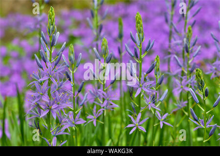 Camas entlang Bell's Run Creek, Chanticleer Garden, Wayne, Pennsylvania Stockfoto