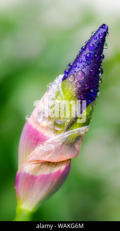 USA, Pennsylvania. Tautropfen auf eine Iris bud nach einem Regenschauer. Stockfoto