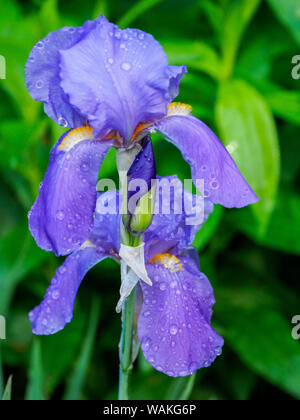 USA, Pennsylvania. Tautropfen auf Blue Iris nach einem Regenschauer. Stockfoto