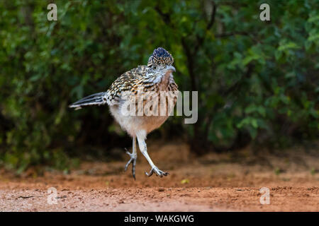 Mehr Roadrunner (Geococcyx californianus) im Lebensraum. Stockfoto