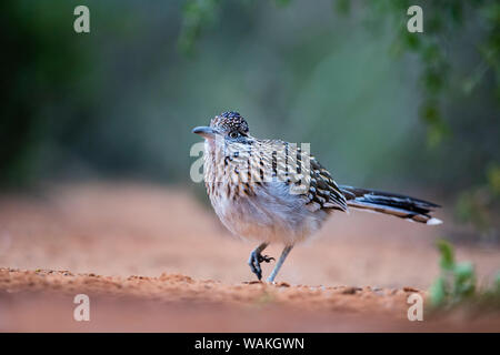 Mehr Roadrunner (Geococcyx californianus) im Lebensraum. Stockfoto