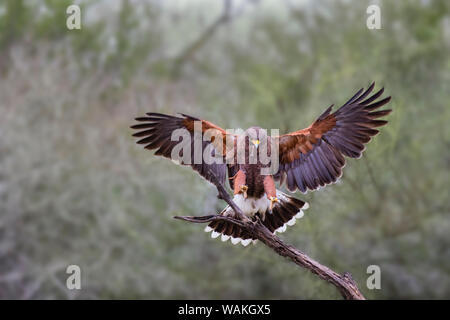 Harris Hawk (Parabuteo unicinctus) Landung. Stockfoto