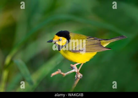 Hooded Warbler (Anzucht citrina) thront. Stockfoto