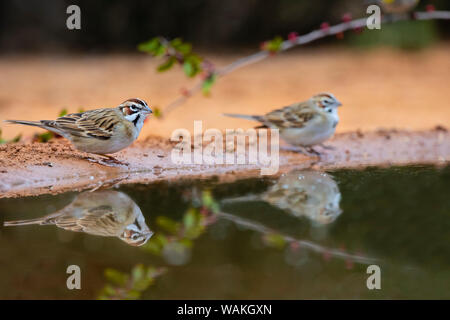 Lerche sparrow (Chondestes grammacus) trinken. Stockfoto