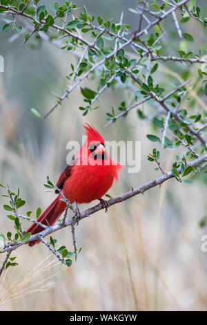 Northern cardinal (Cardinalis cardinalis) thront. Stockfoto