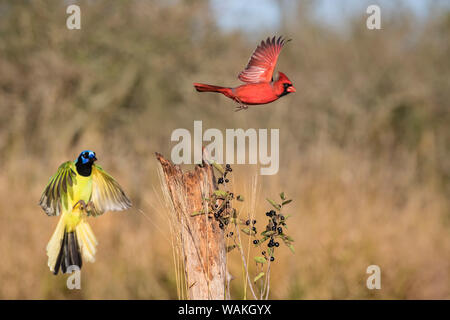 Northern cardinal (Cardinalis cardinalis) fliegen von Barsch. Stockfoto