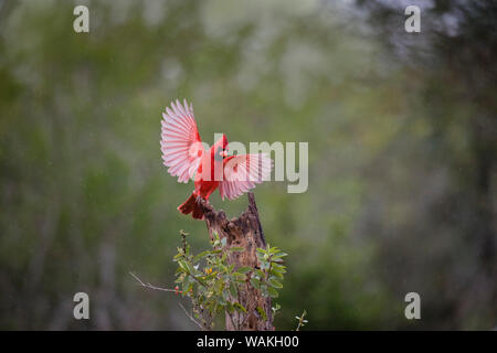 Northern cardinal (Cardinalis cardinalis) Landung. Stockfoto