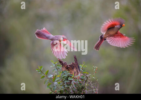 Northern cardinal (Cardinalis cardinalis) Landung. Stockfoto