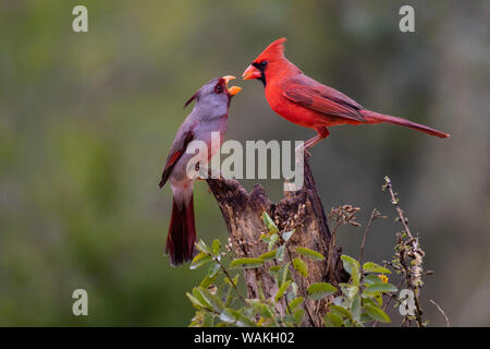 Northern cardinal (Cardinalis cardinalis) und Pyrrhuloxia (Cardinalis sinuatus) Männer kämpften. Stockfoto