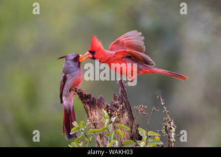 Northern cardinal (Cardinalis cardinalis) und Pyrrhuloxia (Cardinalis sinuatus) Männer kämpfen für eine Stange. Stockfoto