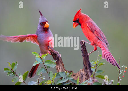 Pyrrhuloxia (Cardinalis sinuatus) und nördlichen Kardinal (Cardinalis cardinalis) zusammen gehockt. Stockfoto