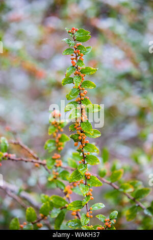 (Brush-Holly Xylosma flexuosa) mit Schnee auf Blättern und Früchten. Stockfoto