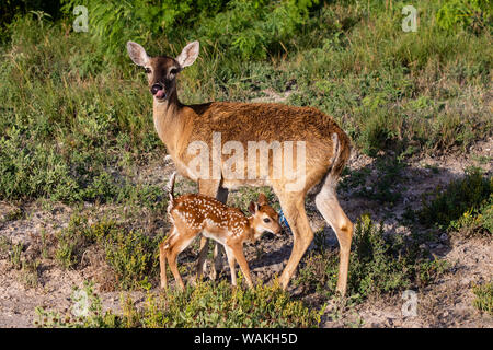 Weißwedelhirsche (Odocoileus virginianus) fawn Pflege von Mutter. Stockfoto