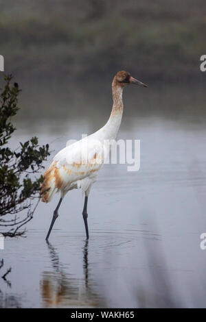 Schreikraniche (Grus americana) juvenile Waten in Salt Marsh. Stockfoto