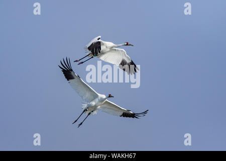 Schreikraniche (Grus americana), paar Fliegen. Stockfoto