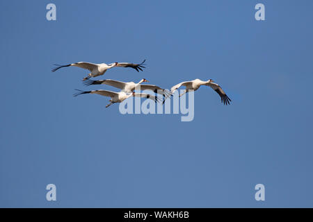 Schreikraniche (Grus americana) Herde fliegen. Stockfoto