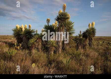 Spanische Dolch (Yucca treculeana) in voller Blüte. Stockfoto