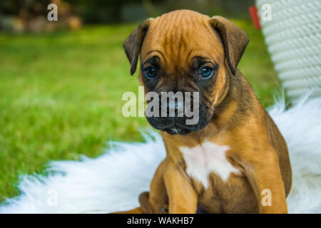 Saßen und kleinen Boxer Welpen Stockfoto